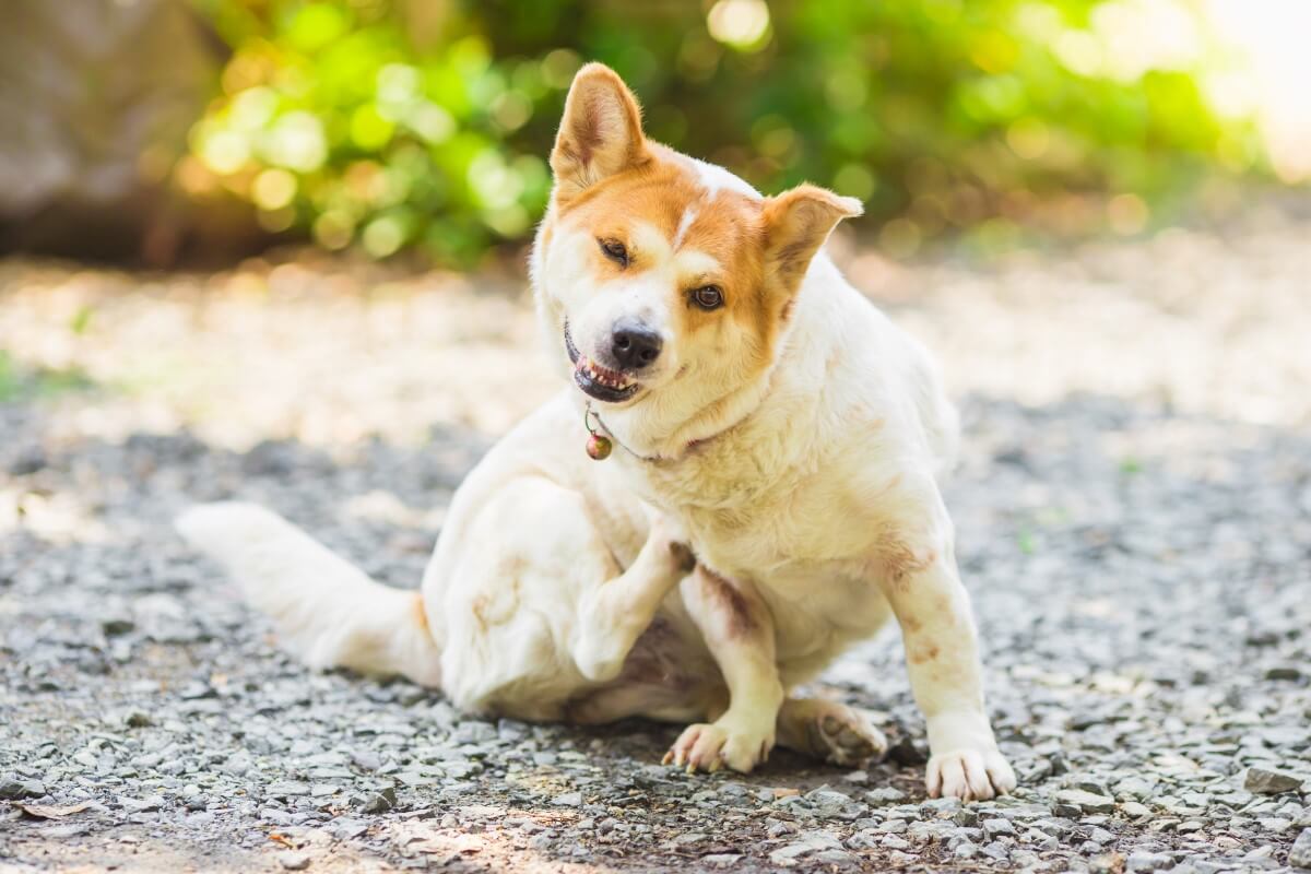 Specjalistyczna karma dla psów z alergią, dostosowana do potrzeb żywieniowych i zdrowotnych