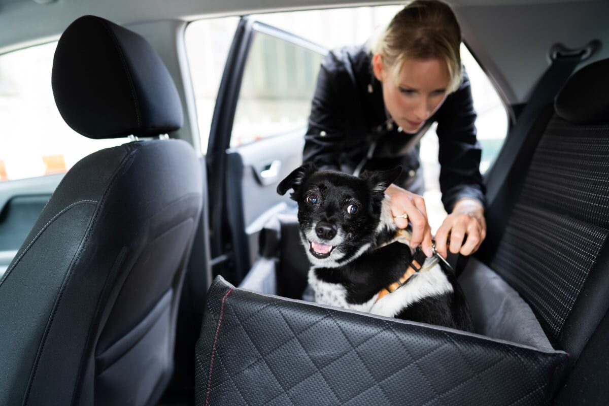 Podróże z psem – jak przygotować się do wspólnej wycieczki samochodem?